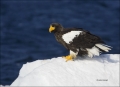 Stellers-Sea-Eagle;Sea-Eagle;Eagle;Haliaeetus-pelagicus;one-animal;close-up;colo